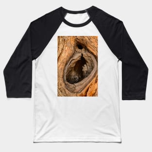 Tree Hollow Baseball T-Shirt